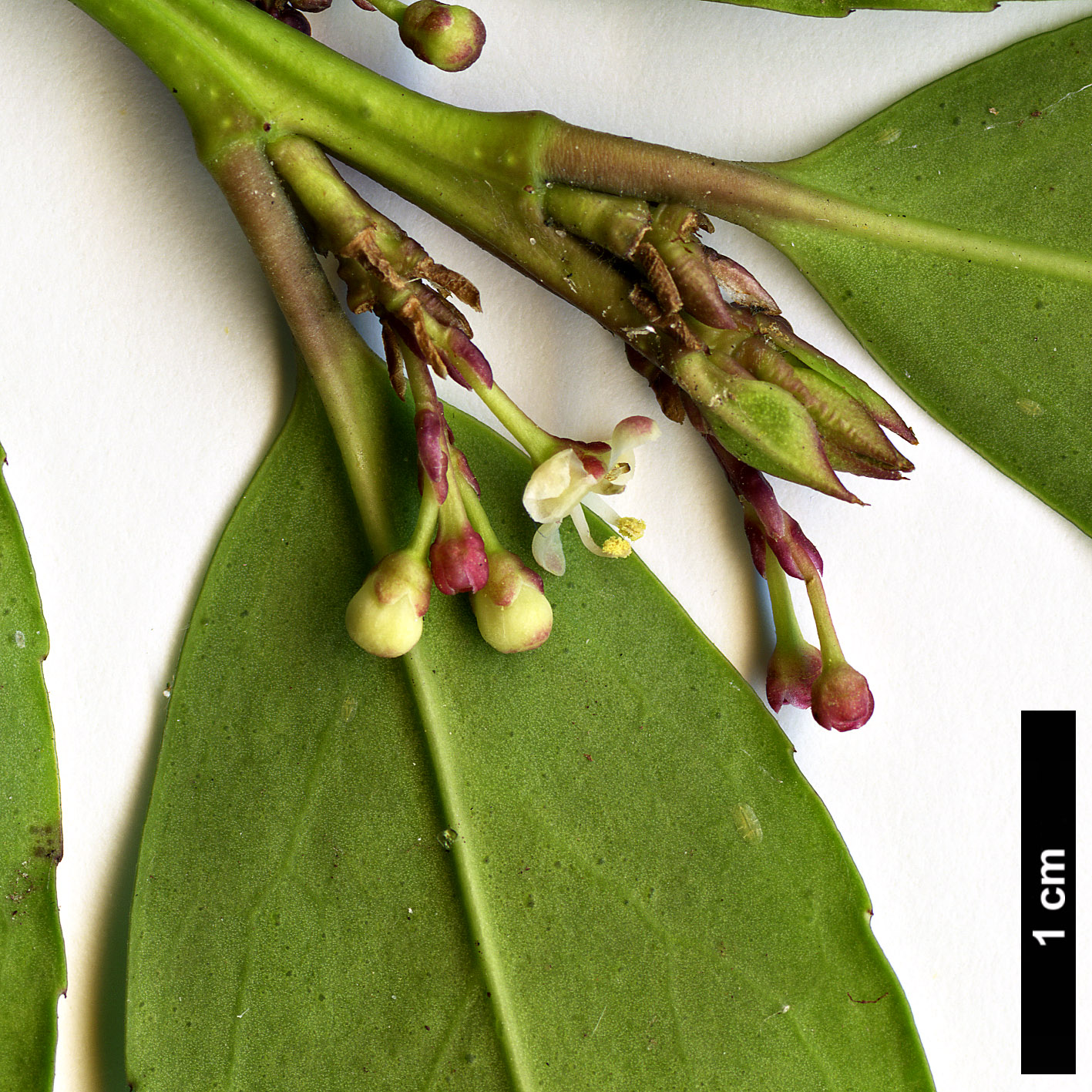 High resolution image: Family: Aquifoliaceae - Genus: Ilex - Taxon: ×makinoi (I.leucoclada × I.rugosa)